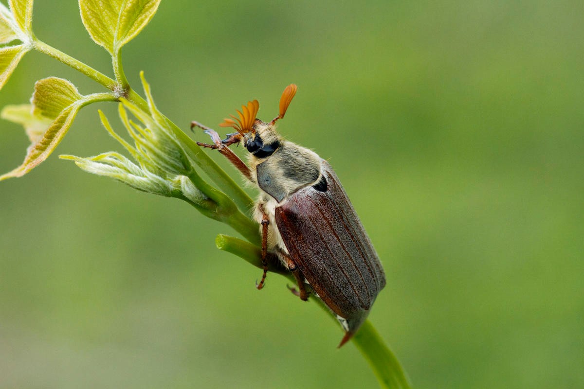 Хрущи, или майские жуки