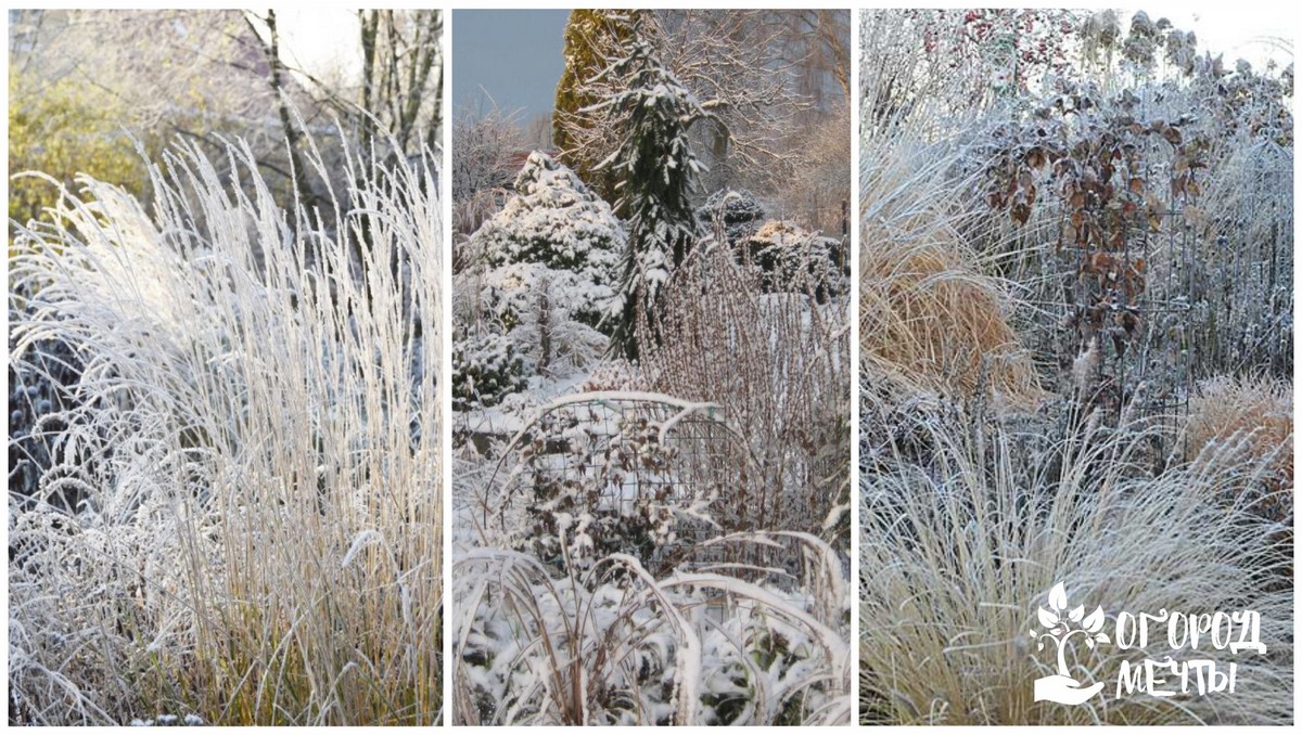 Декоративные травы осенью и зимой