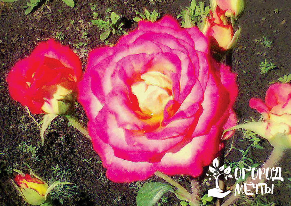 Всенародная любимица - роза