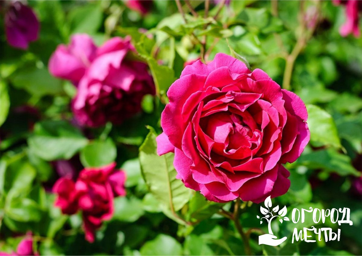 Лучшие ароматные сорта роз для вашего участка