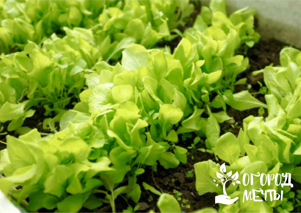 Посадка и выращивание салатов листового и кочанного типа