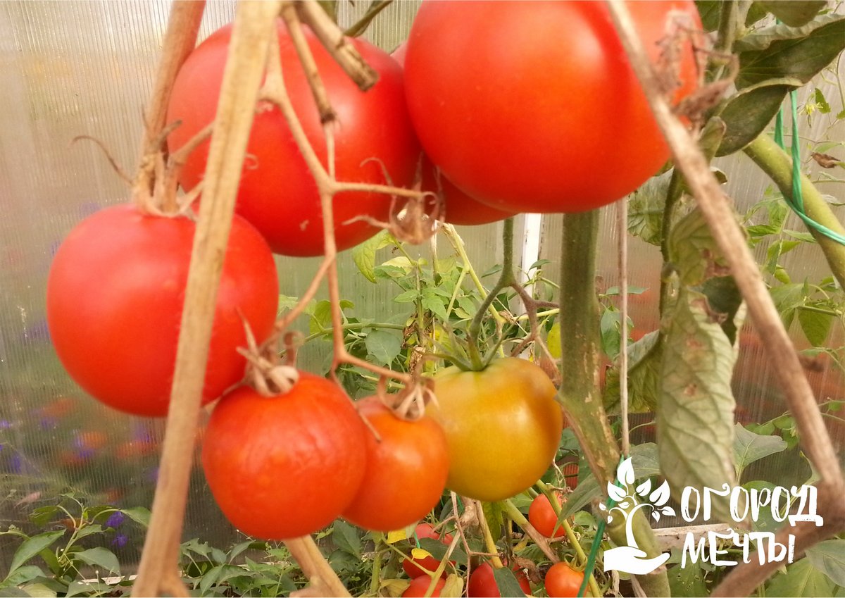 Как защитить помидоры от грибковых заболеваний: профилактика + 3 рецепта спреев из натуральных ингредиентов