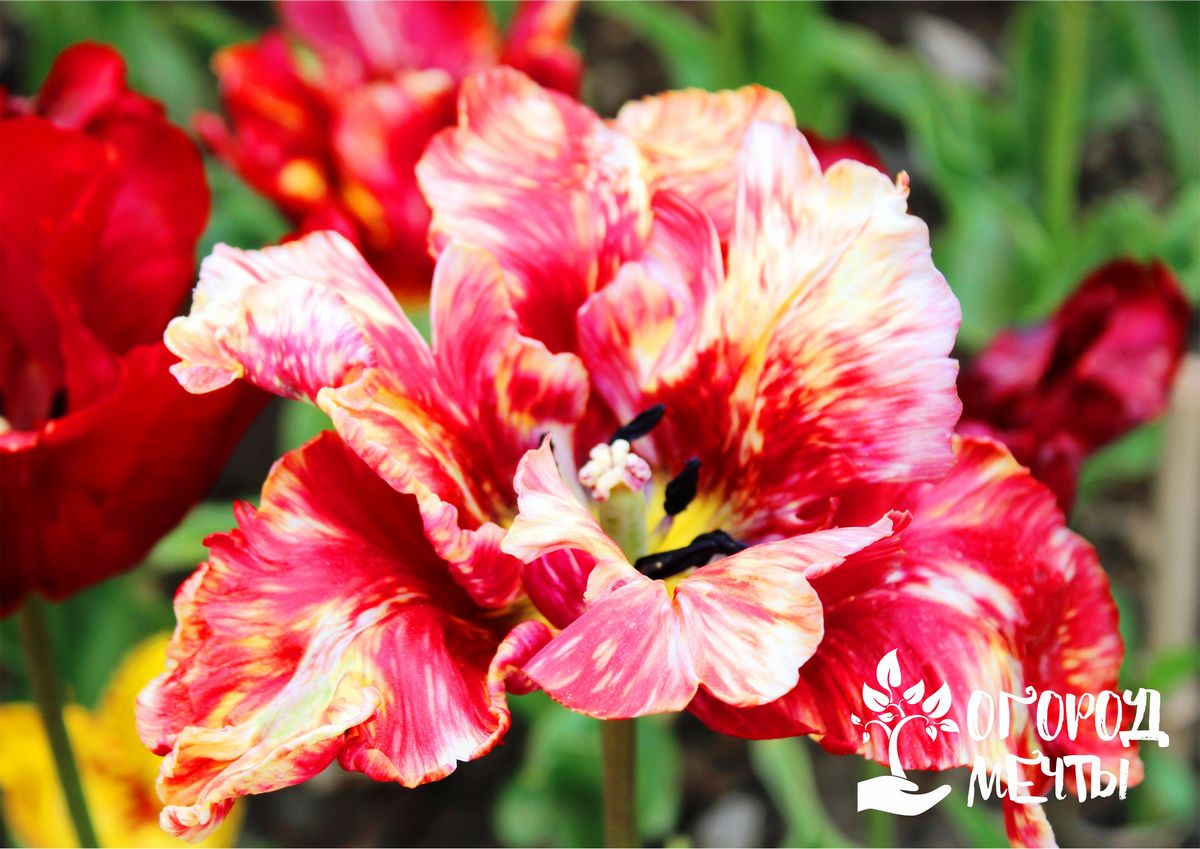 Топ-12 причин, почему не цветут тюльпаны и как это исправить