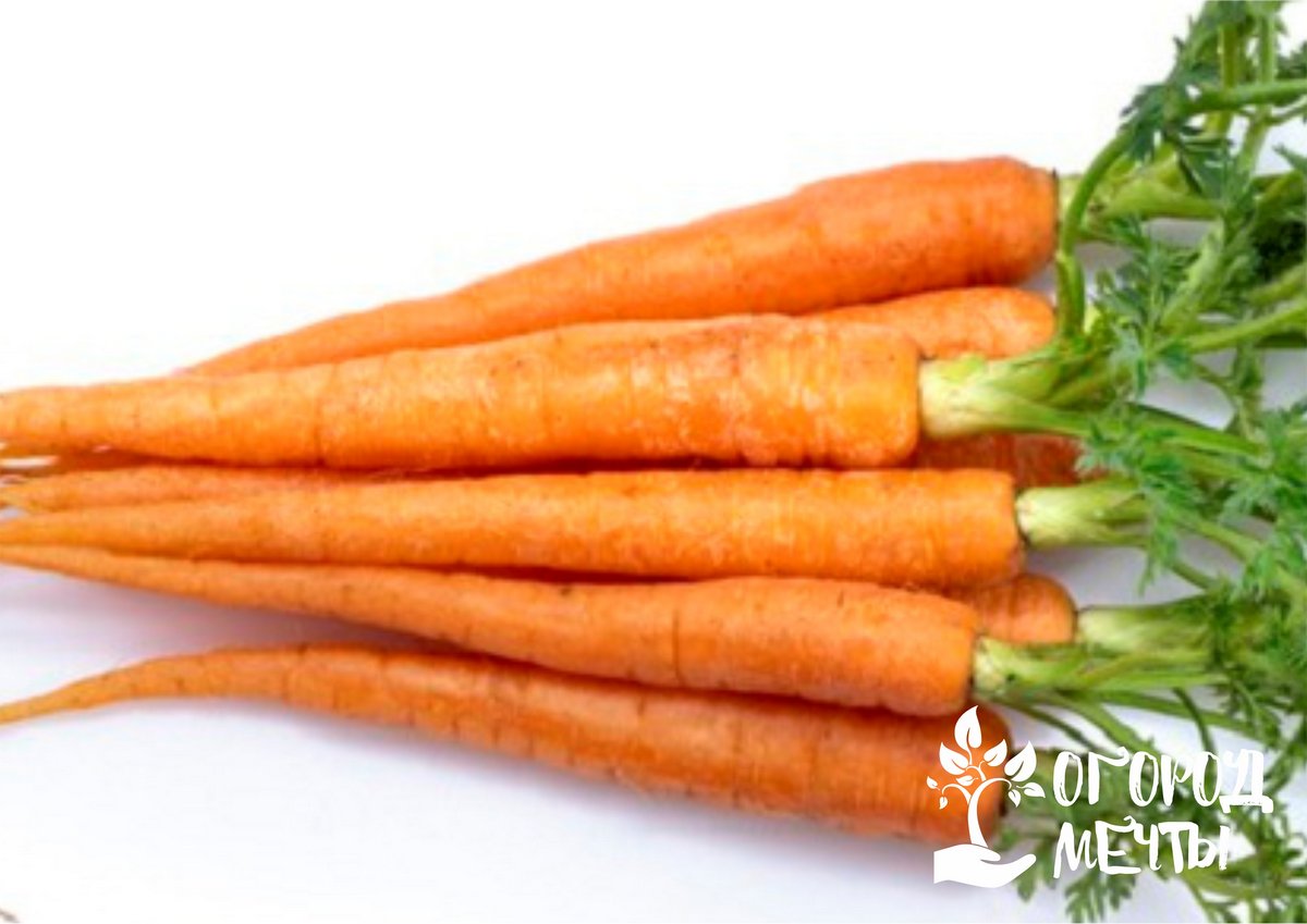 Семь лучших сортов хрустящей и сладкой морковки