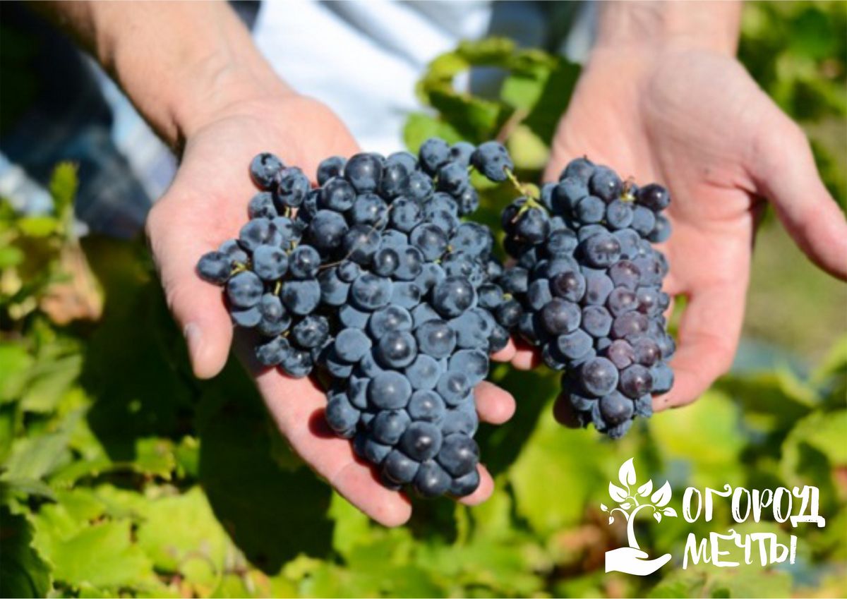 Чтобы урожай был щедрым! Ухаживаем за виноградной лозой правильно: подробный календарь ухода