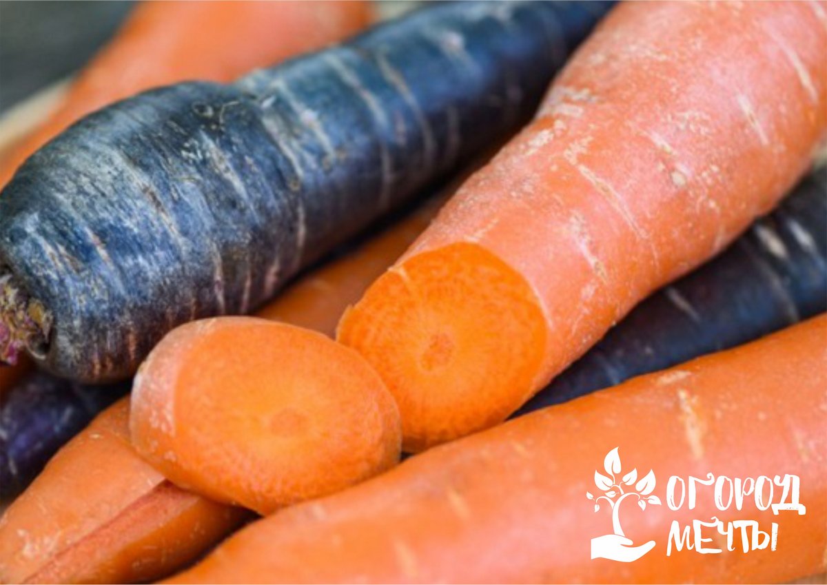 Как посеять морковь: топ-7 методов 