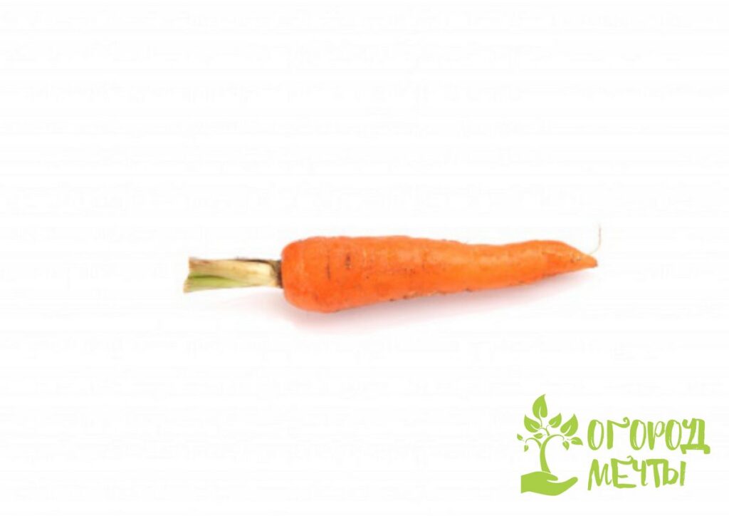 Сколько весит морковка. Морковь, вес. Средний вес моркови. Нос - морковка. Сколько весит одна морковь.
