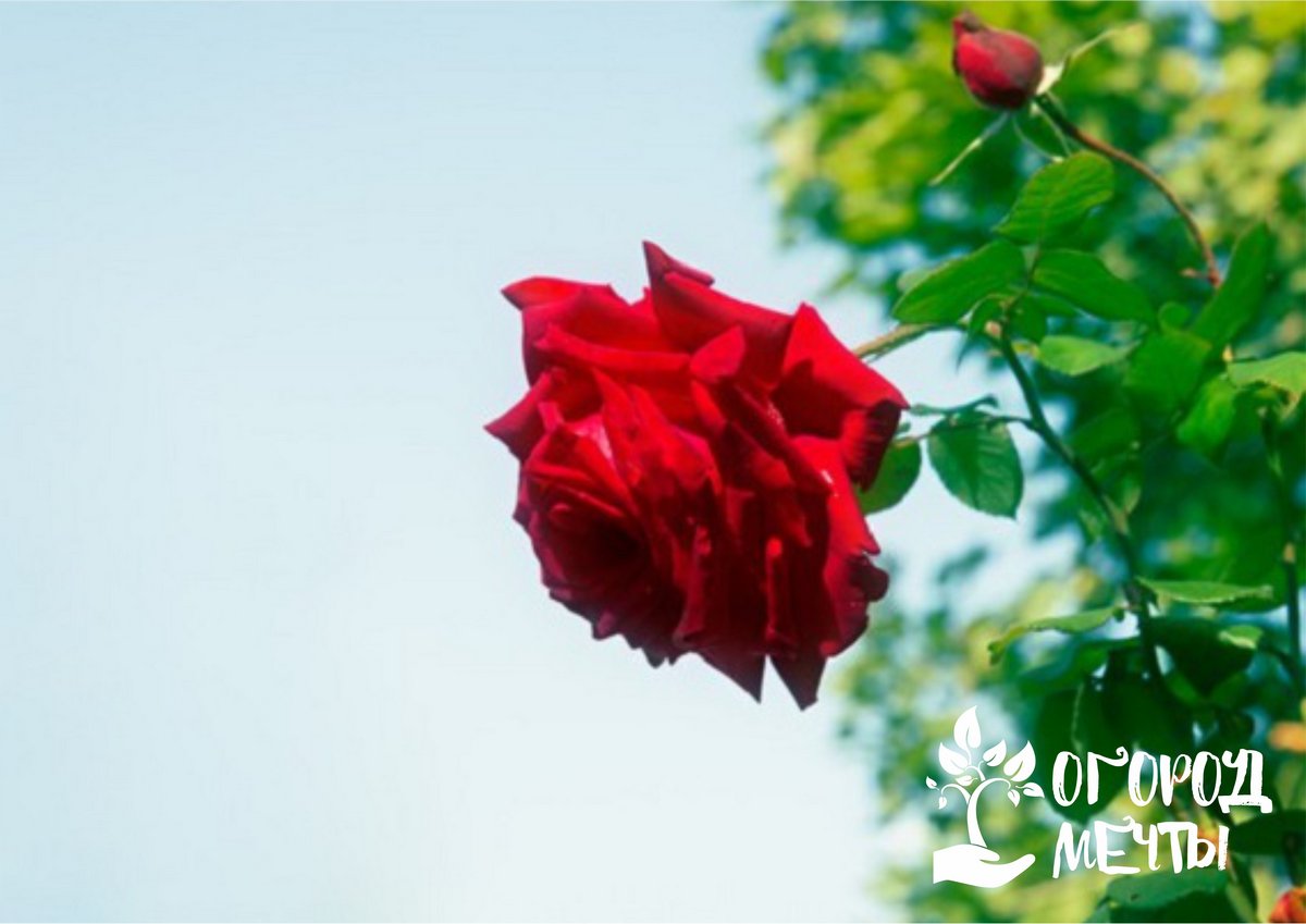Как спасти розу с плесенью