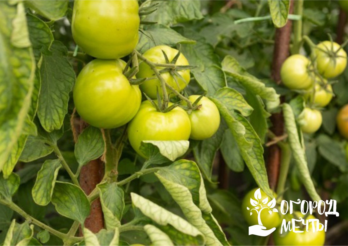 Календарь подкормок для кустовых помидоров: чем, как и когда удобрять томаты весной и летом 