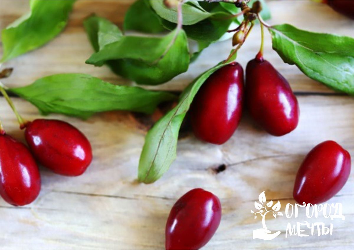 Обыкновенный кизил: как вырастить на даче самый витаминный осенний ягодник