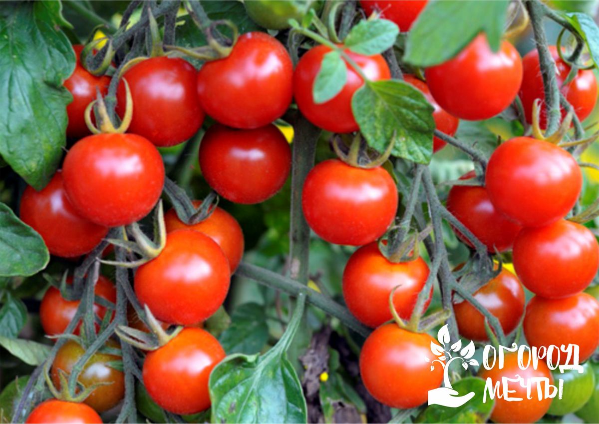 Делаем запасы на весну: заготовка томатных семян для посева 