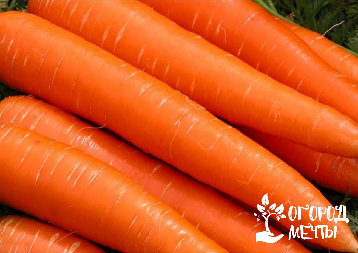 Хотите получить ранний и витаминный урожай вкусной морковки? Посейте эти сорта моркови под зиму!