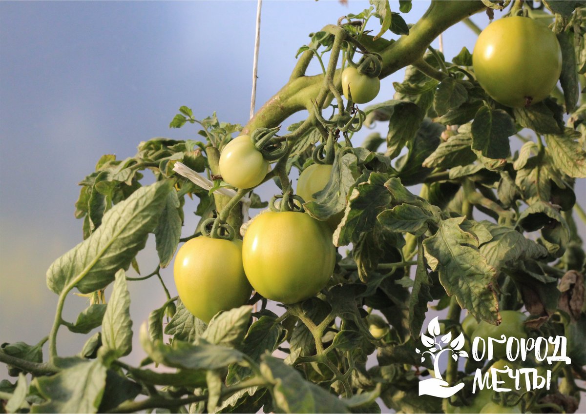 Чтобы томаты плодоносили в теплице до зимы, нужно обеспечить им правильный и комплексный уход!
