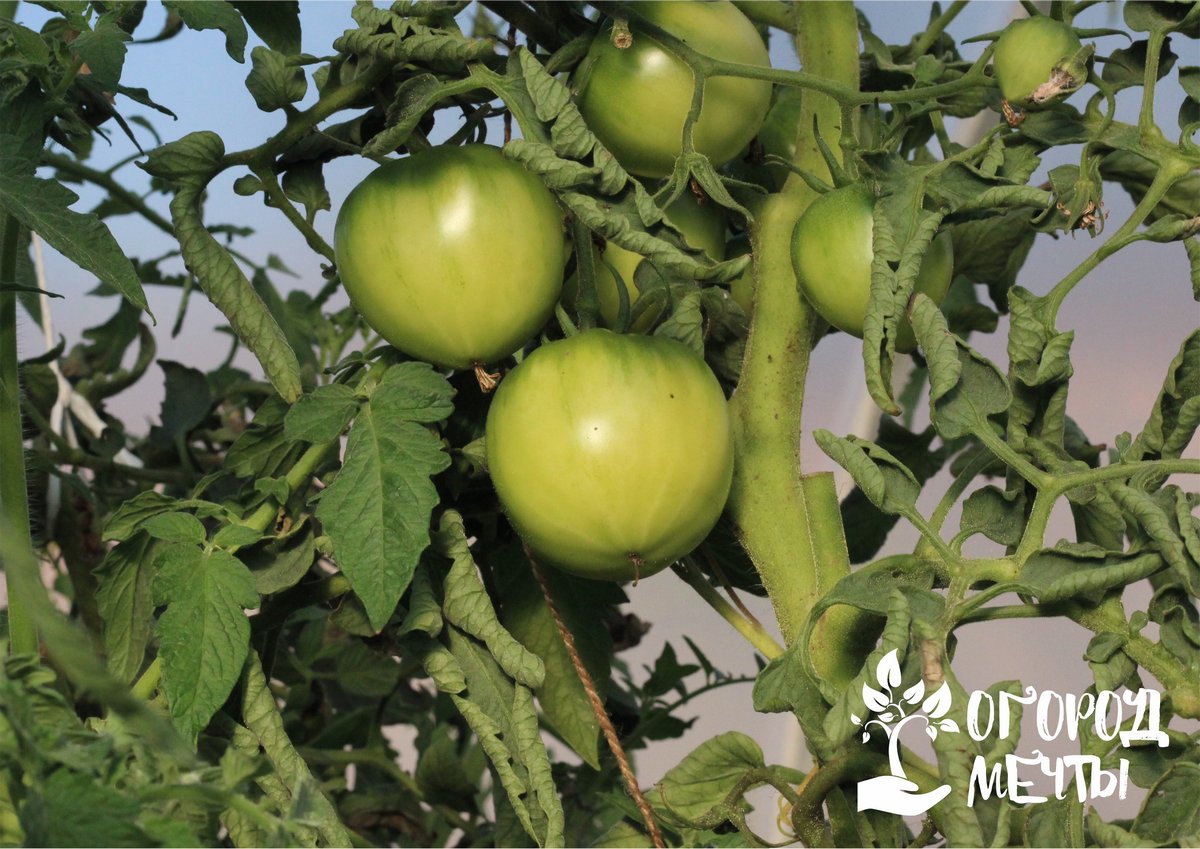 Если ухаживать за кустами томатов правильно, то можно собирать урожай в теплице очень долго