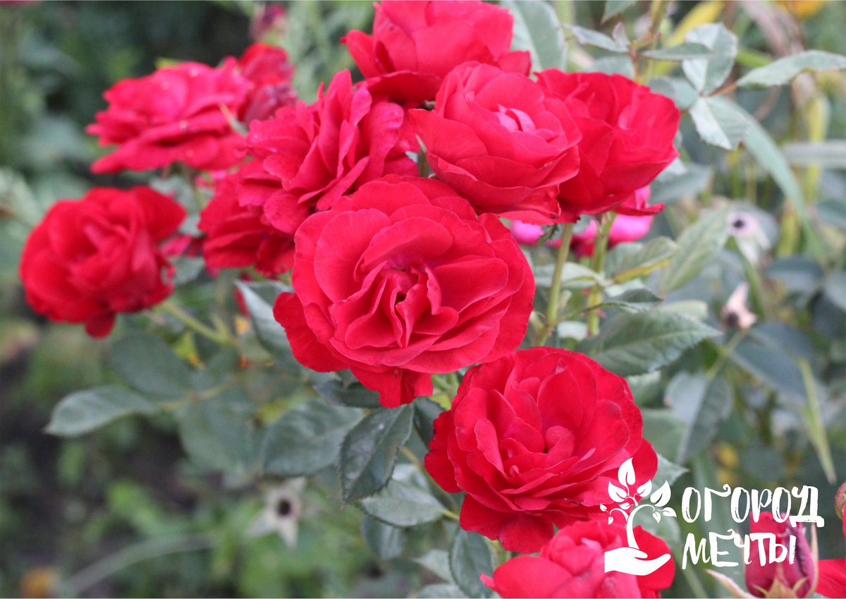 Как укрыть садовые розы на зиму, чтобы они не погибли от морозов? Подбираем лучшие виды укрытия для разных сортов роз! 