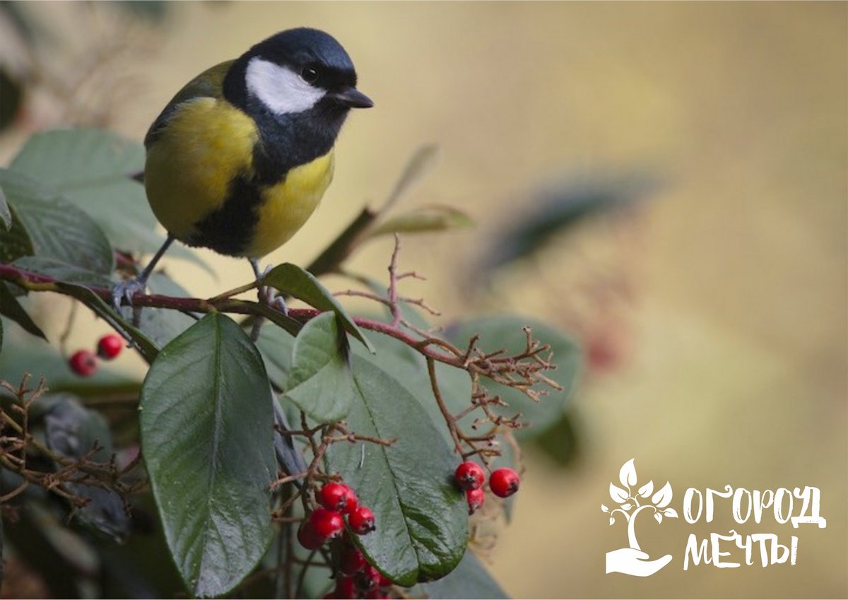 Как привлечь птиц на дачный участок? Четыре способа, которые привлекут пернатых друзей в ваш сад! 