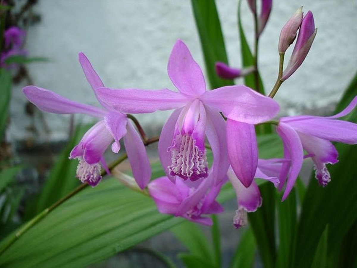 Любите комнатные орхидеи? Посадите на даче экзотическую блетиллу! 