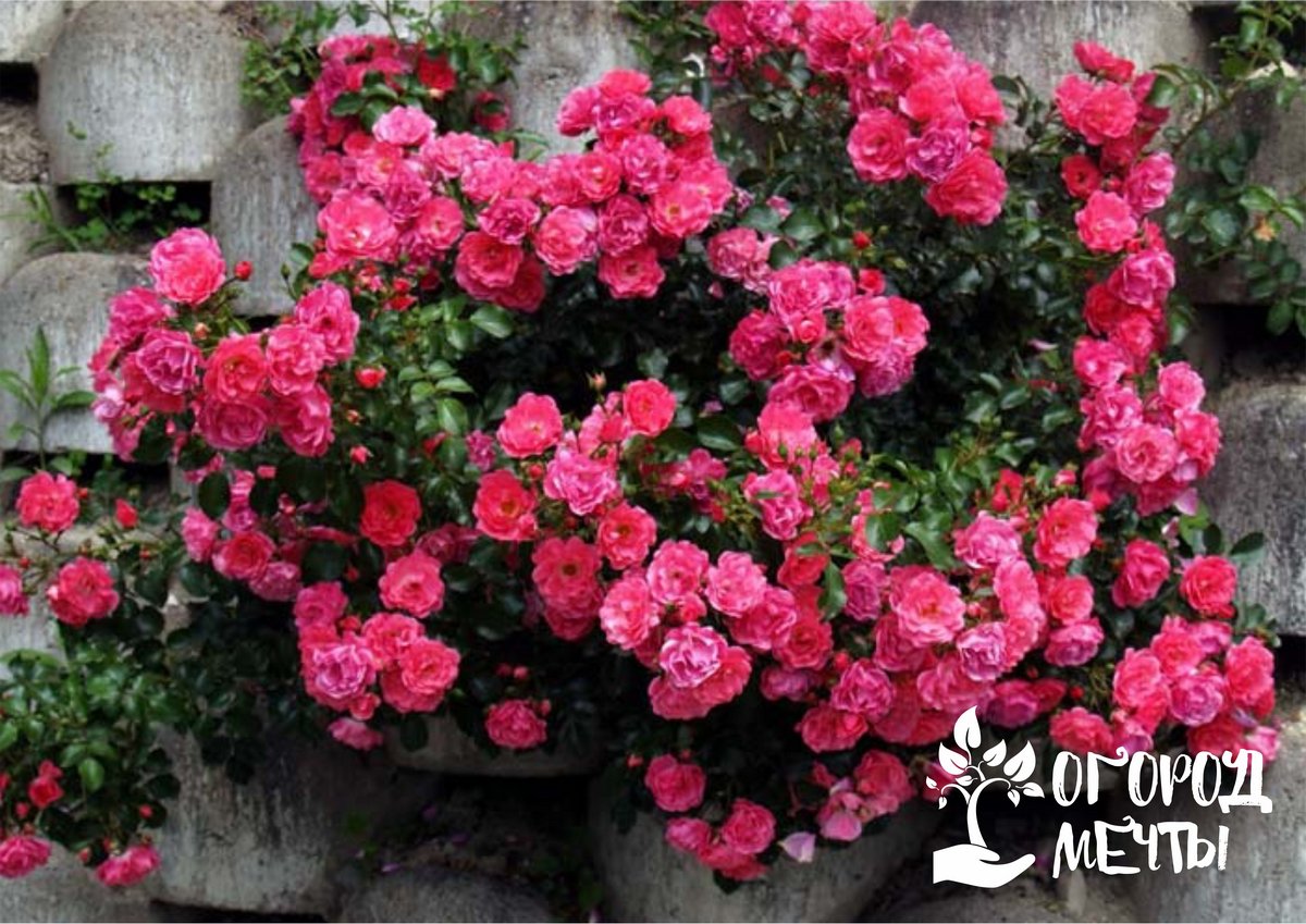 Мини-розы - пять лучших сортов для красивой клумбы и шикарного сада!