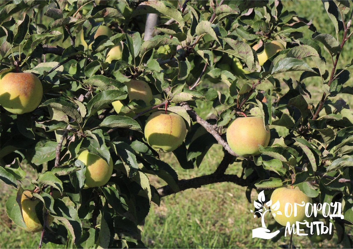 Эти яблони выдержат сильные морозы! Семь сортов самых морозостойких и урожайных яблонь