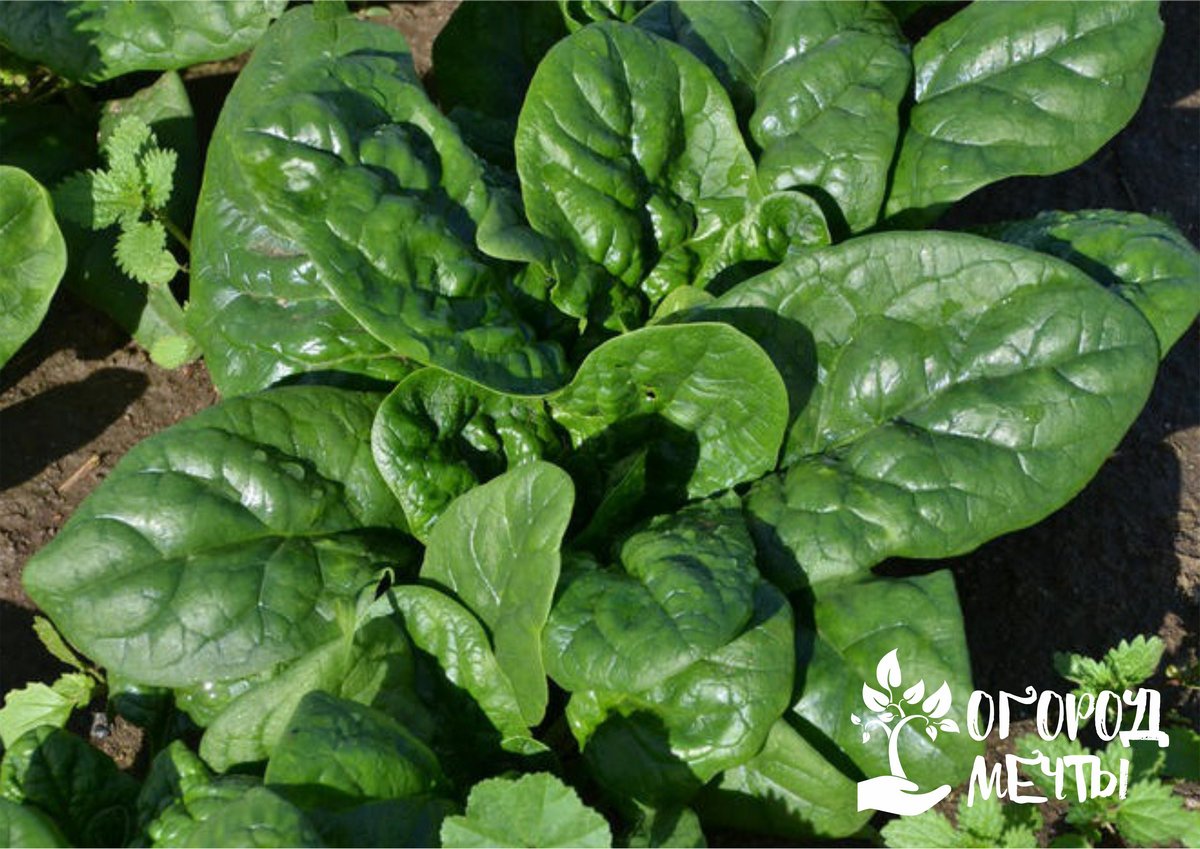 Самая витаминная и полезная зелень на даче: как быстро вырастить вкусный шпинат