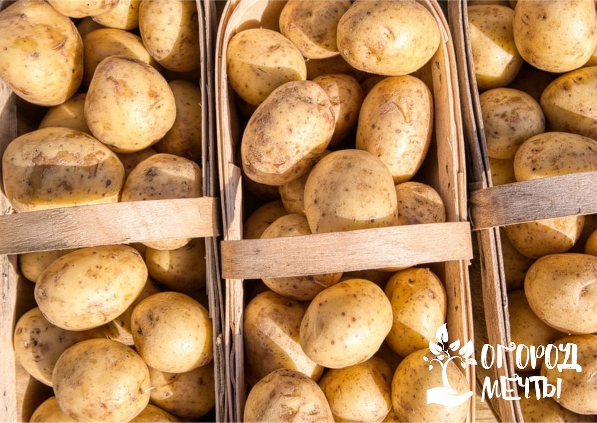 Для вкусного пюре и жареной картошки: шесть лучших сортов картофеля для ваших кулинарных шедевров 