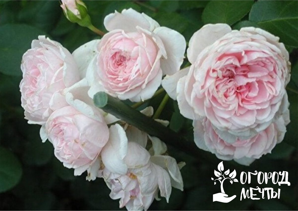 ●	"Золушка". Декоративная роза достигает высоты всего в тридцать пять сантиметров - это максимум для цветка