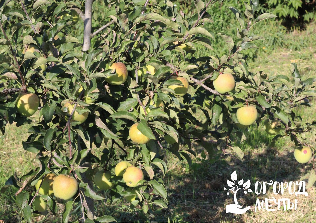 Небольшое деревцо способно обильно плодоносить и давать средние по размерам яблоки 