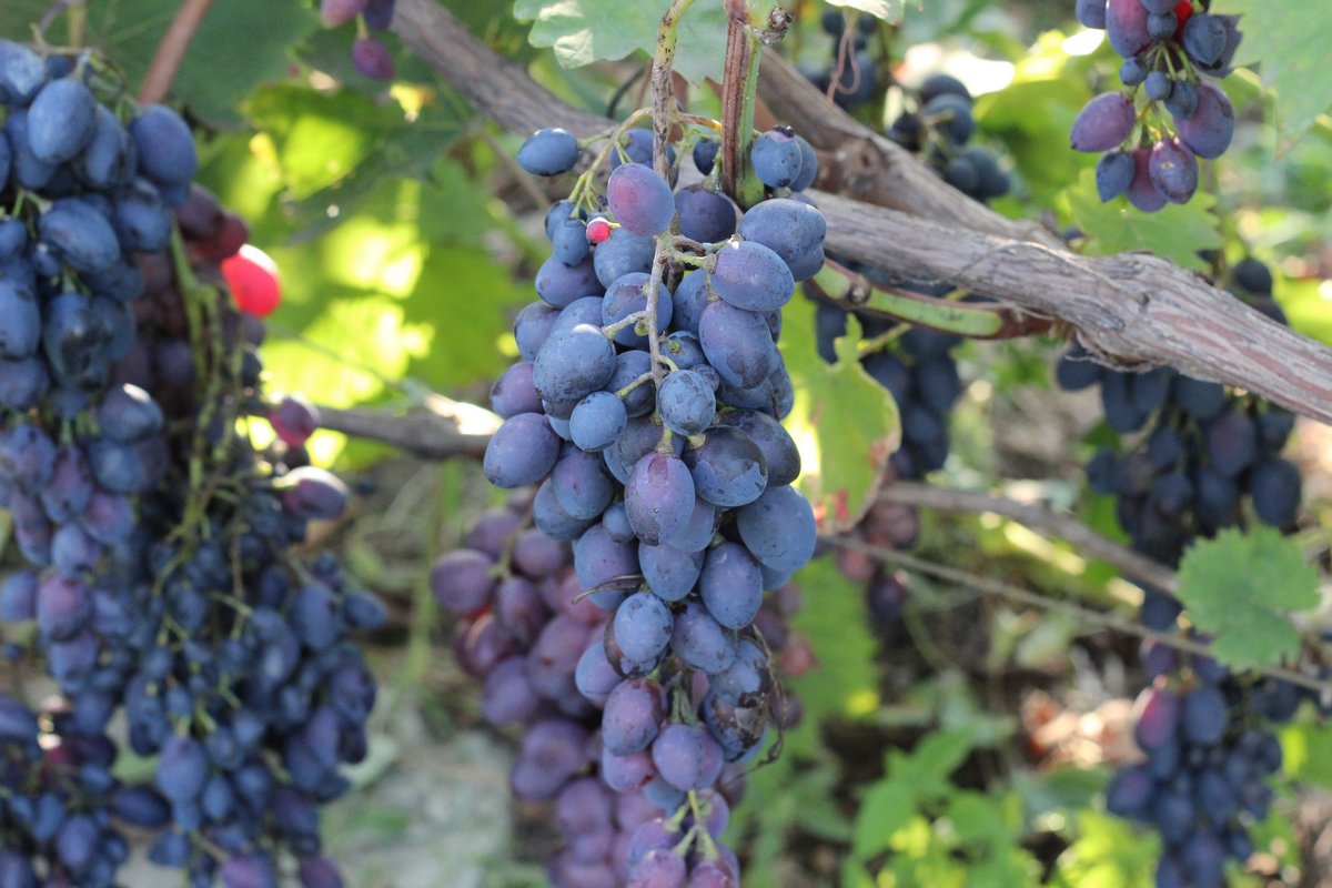 Отслаивается кора на виноградной лозе? Основные причины гибели винограда и методы борьбы с проблемой