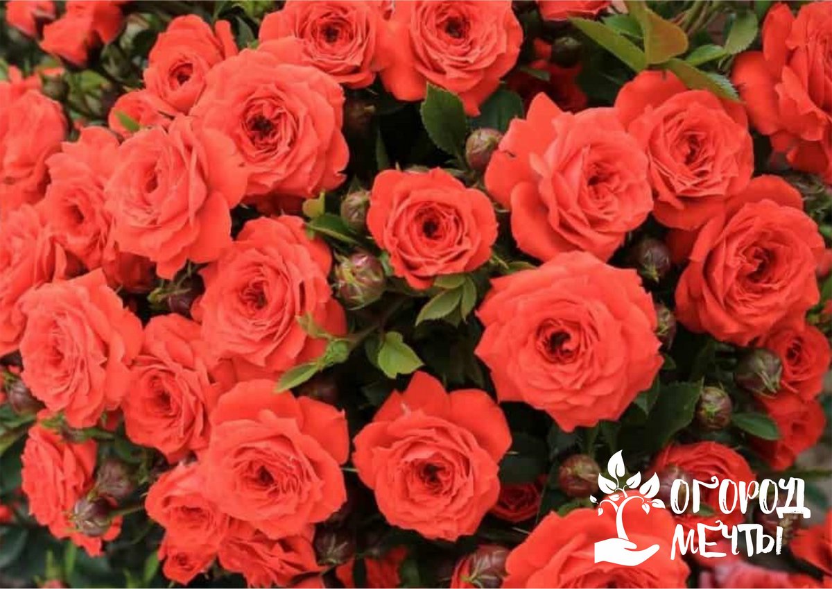 ●	"Лос-Анджелес". Очень популярный сорт розы, кустики достигают максимальной высоты в сорок сантиметров.