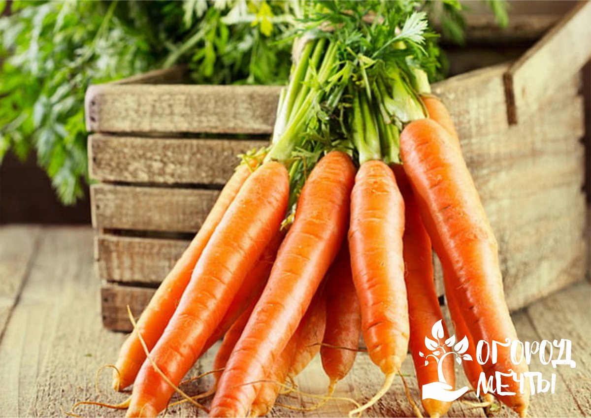 Для урожайной моркови на грядке: секреты выращивания вкусного, крупного и сочного корнеплода 