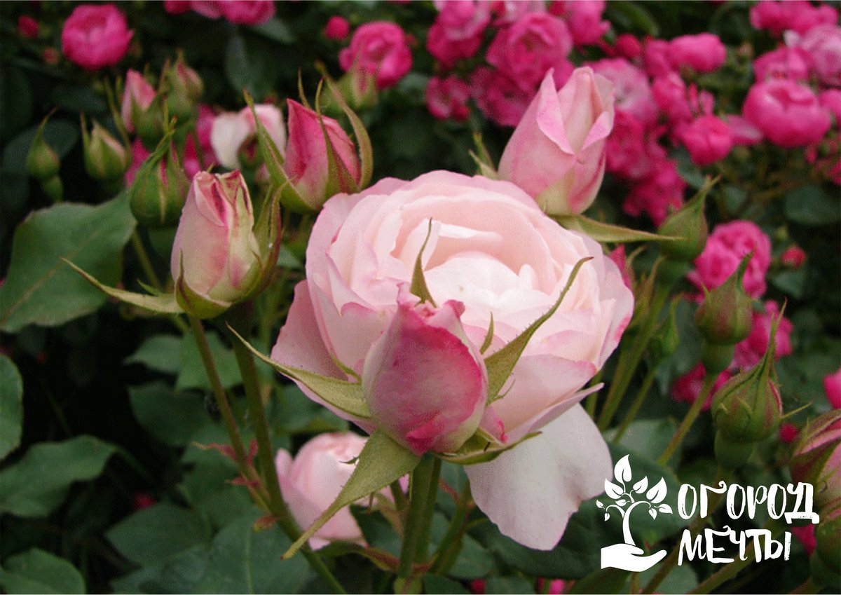 Шикарные садовые розы: семь самых красивых сортов японской селекции! 
