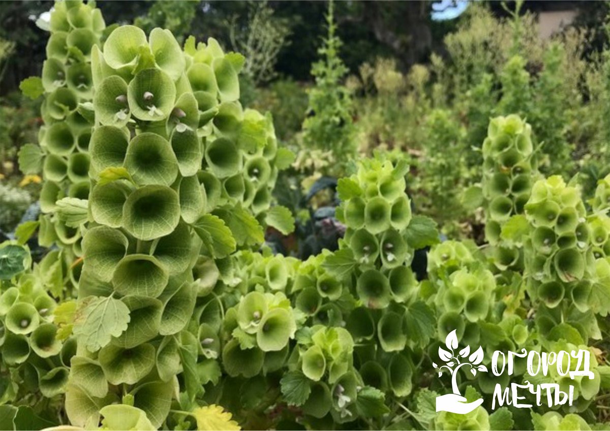 Декоративная молюцелла: как вырастить необычный зеленый цветок на дачной клумбе 