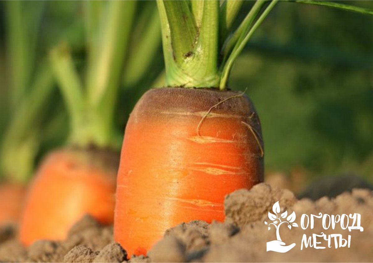 Топ-8 секретов выращивания вкусной морковки