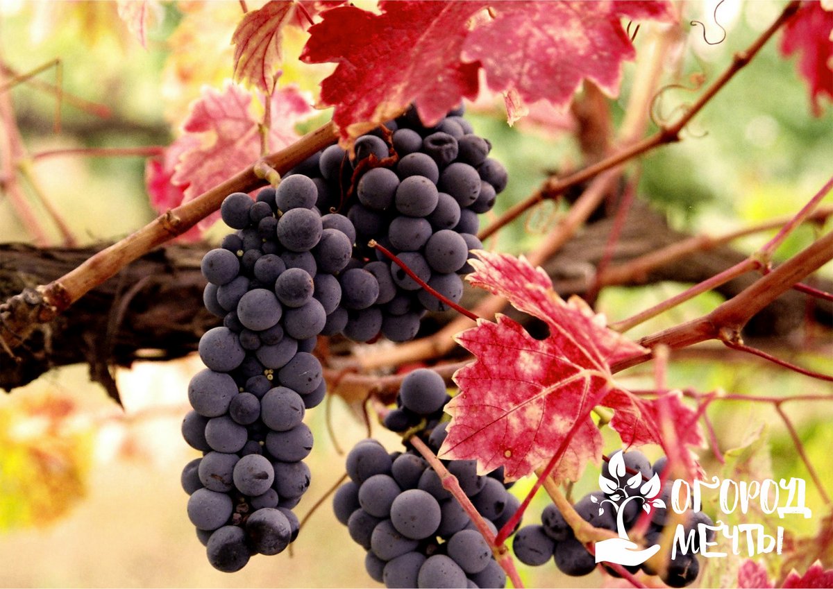 Виноград: как правильно обрезать виноград осенью? Обрезка и укрытие винограда