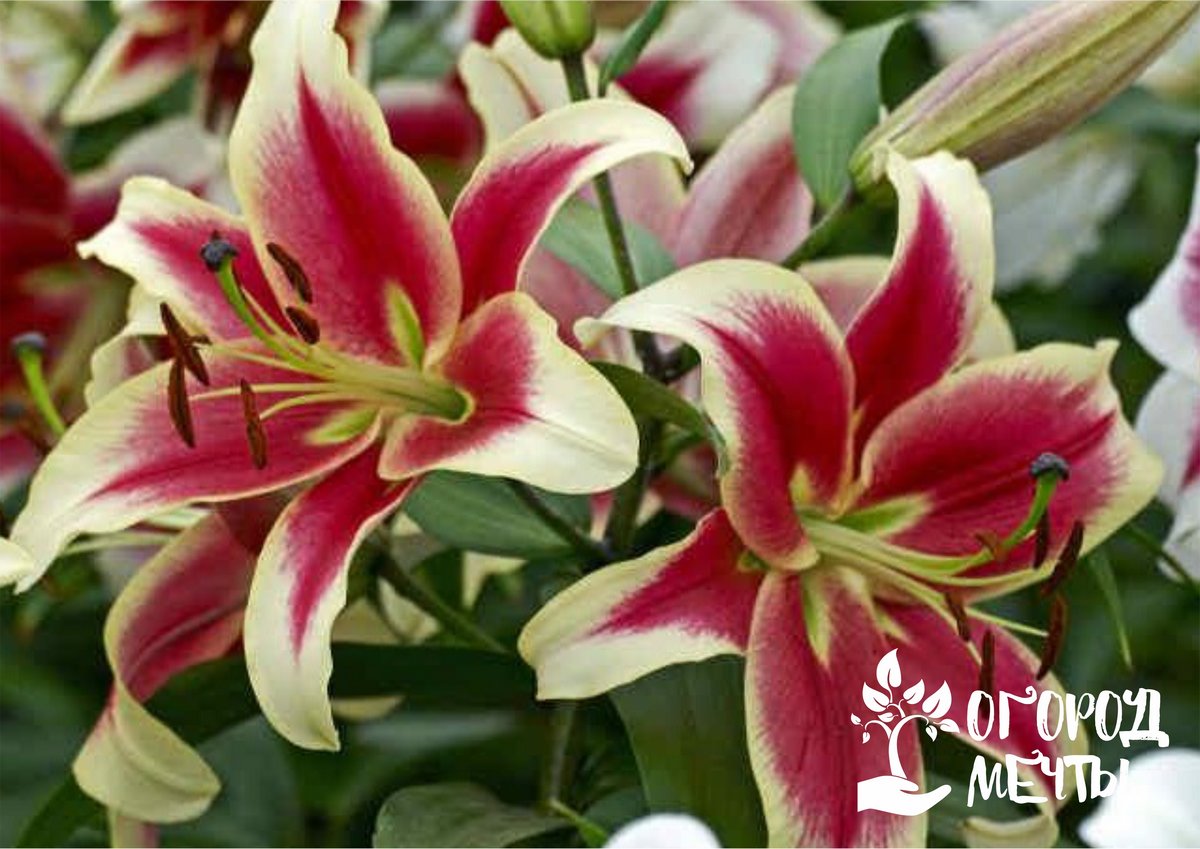 Чтобы создавать красивые домашние букеты, посадите на даче эти красивые цветы под срезку! 