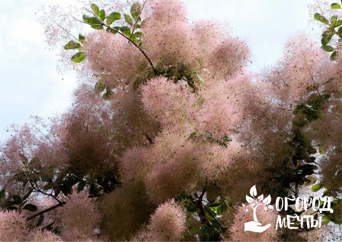 Скумпия - самый необычный декоративный кустарник, который поразит своим цветением! 