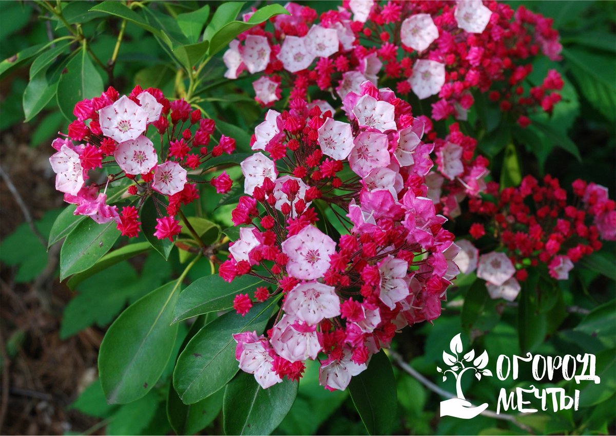 Морозостойкая кальмия - красивый многолетник для вашего цветущего сада!