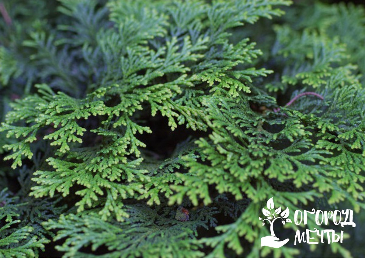 Декоративный кипарисовик - шикарное хвойное растение для вашего сада! 
