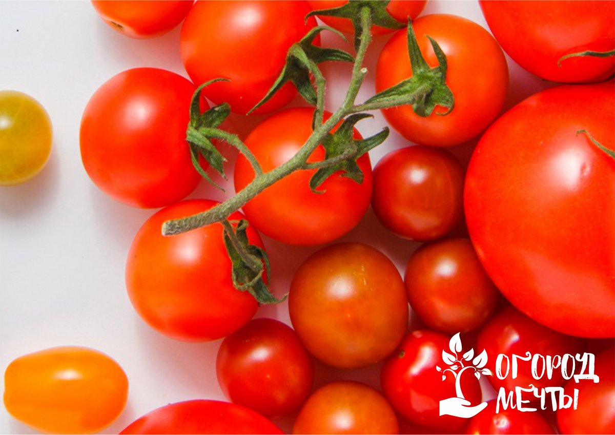 Лучшие томаты для дачного огорода - пять универсальных видов, которых хватит на весь сезон! 
