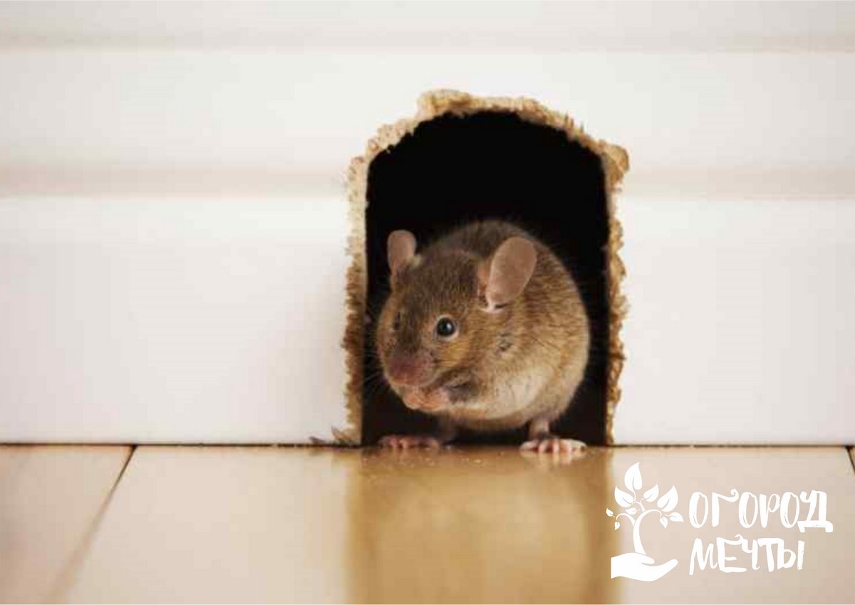 Завелись мыши в дачном домике? Пять основных признаков! 