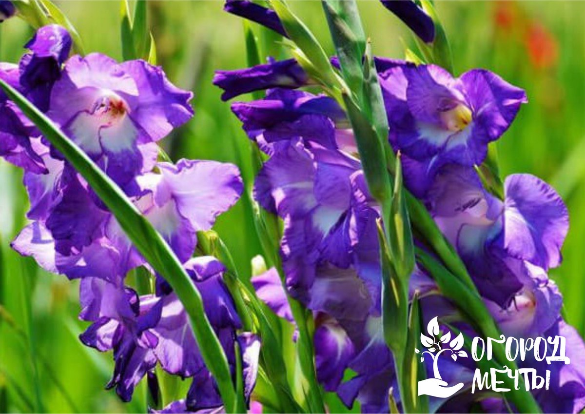 Самые красивые гладиолусы на клумбе: несколько секретов выращивания популярного цветка 
