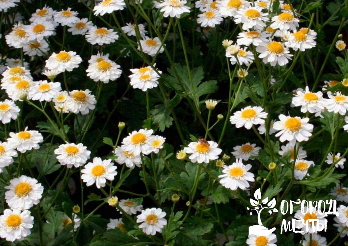Как вырастить пиретрум - шикарный декоративный цветок для вашей клумбы! 