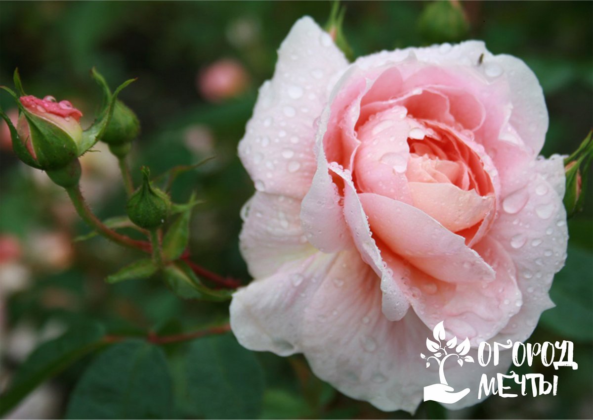Монохромная клумба - лучшее украшение для дачи! Лучшие цветущие цветы для розовой монохромной клумбы!