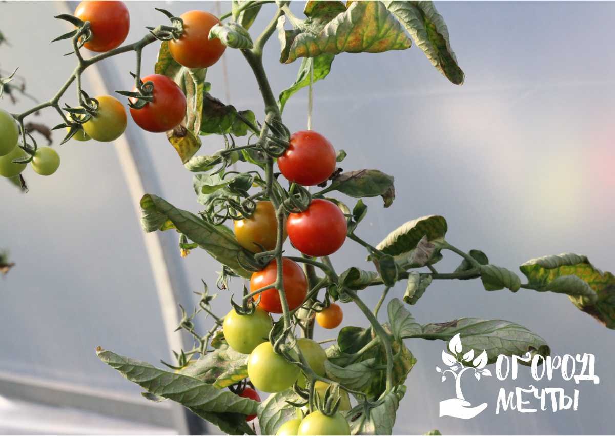 Сорта помидор для безрассадного посева: выращивание помидоров на огороде без хлопот! 