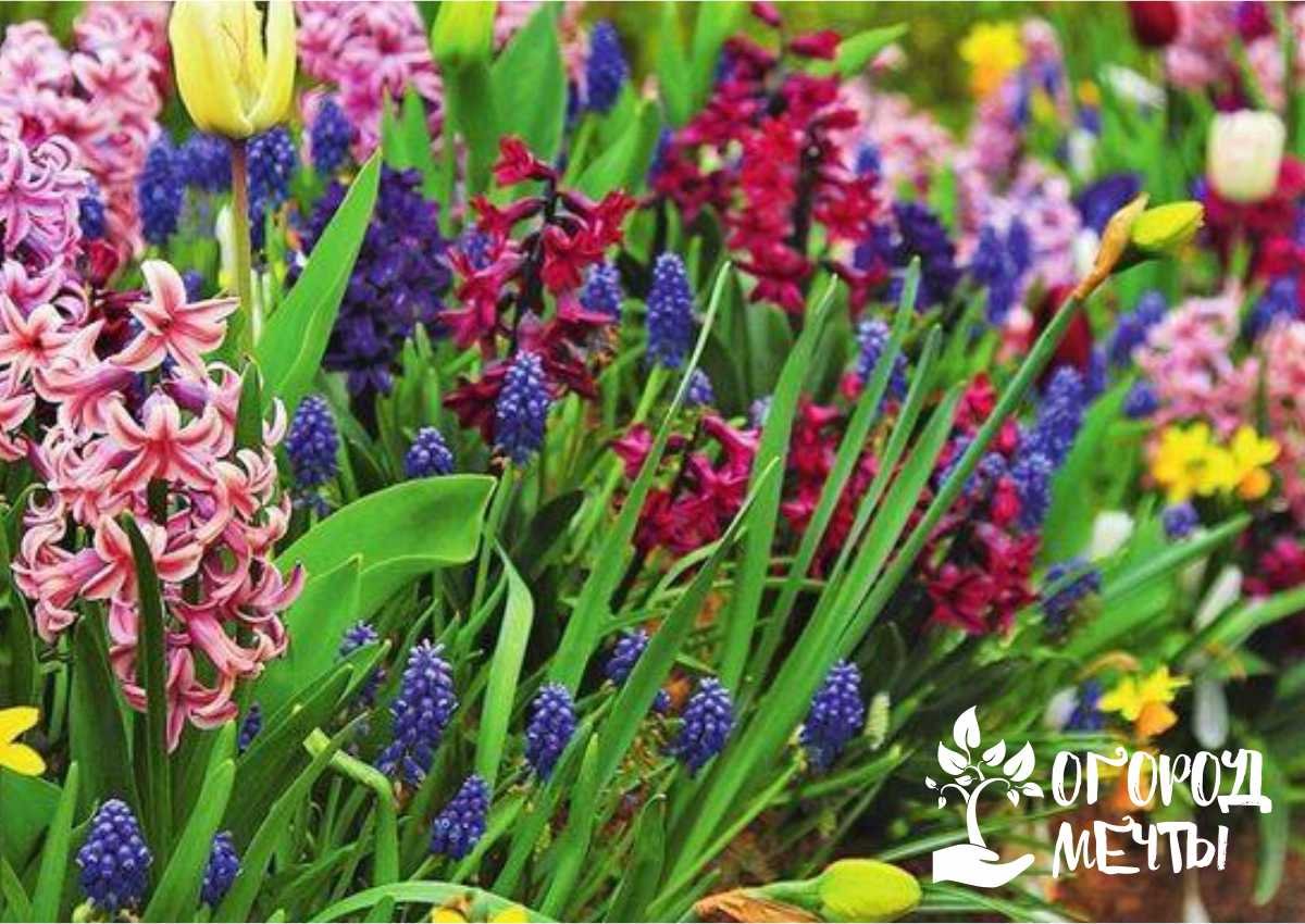 Луковичные цветы: как посадить весной без хлопот? Полезные советы для дачника! 