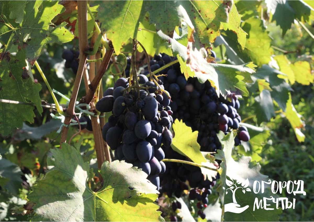 Сорта винограда – столовые, винные и просто вкусные! Лучшие арочные сорта винограда для дачи