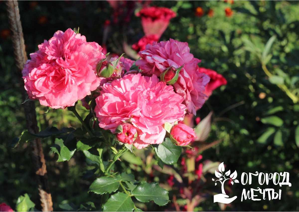Посадка роз: садим саженцы роз весной на дачной клумбе правильно 