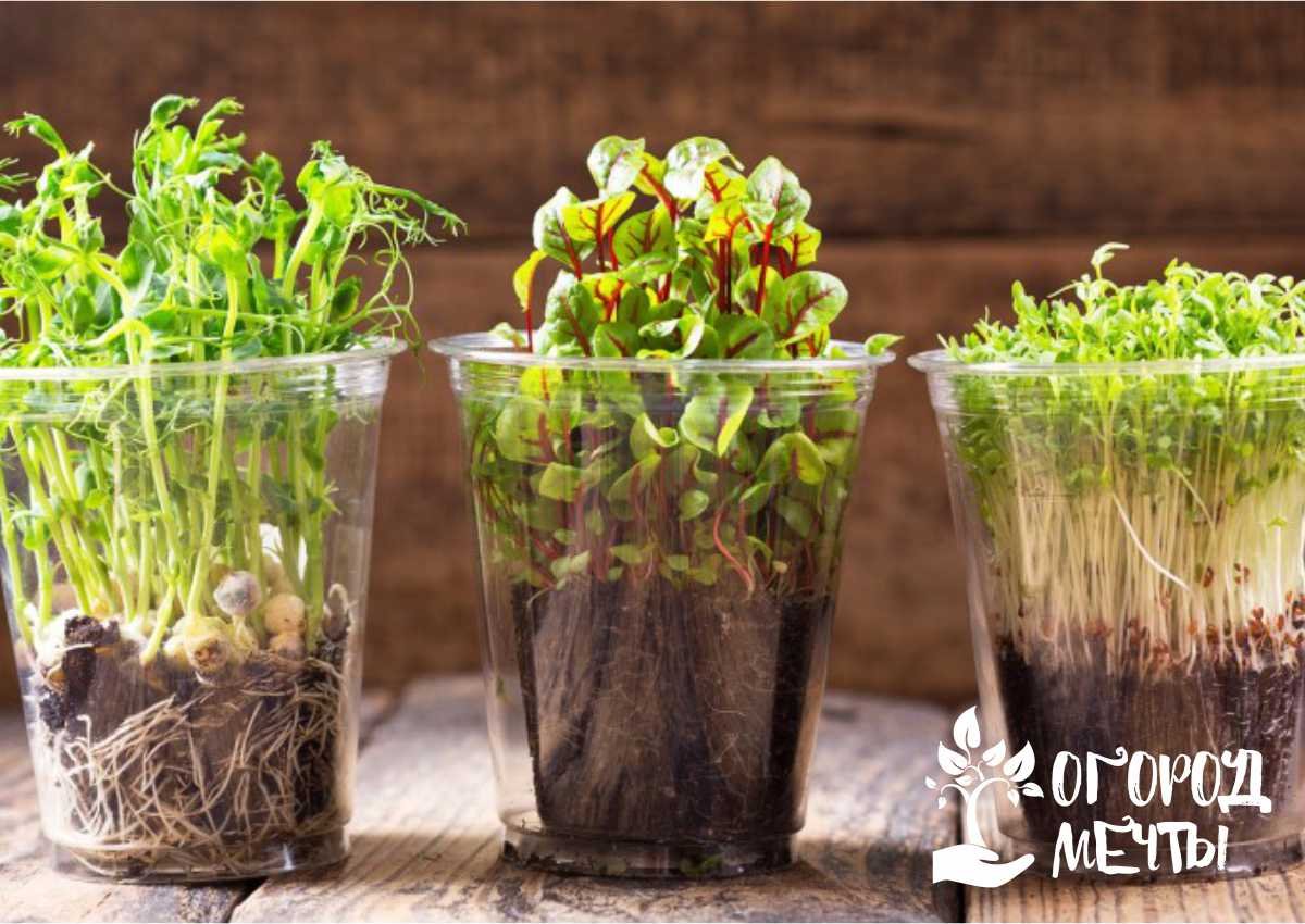 Как выращивать микрозелень: лайфхаки и полезные советы для дачника 