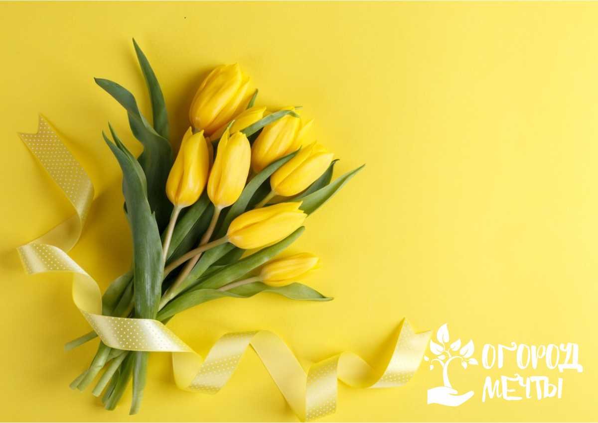 Сорта тюльпанов, которые удивят вас своей красотой! Сортовые желтые тюльпаны для дачной клумбы