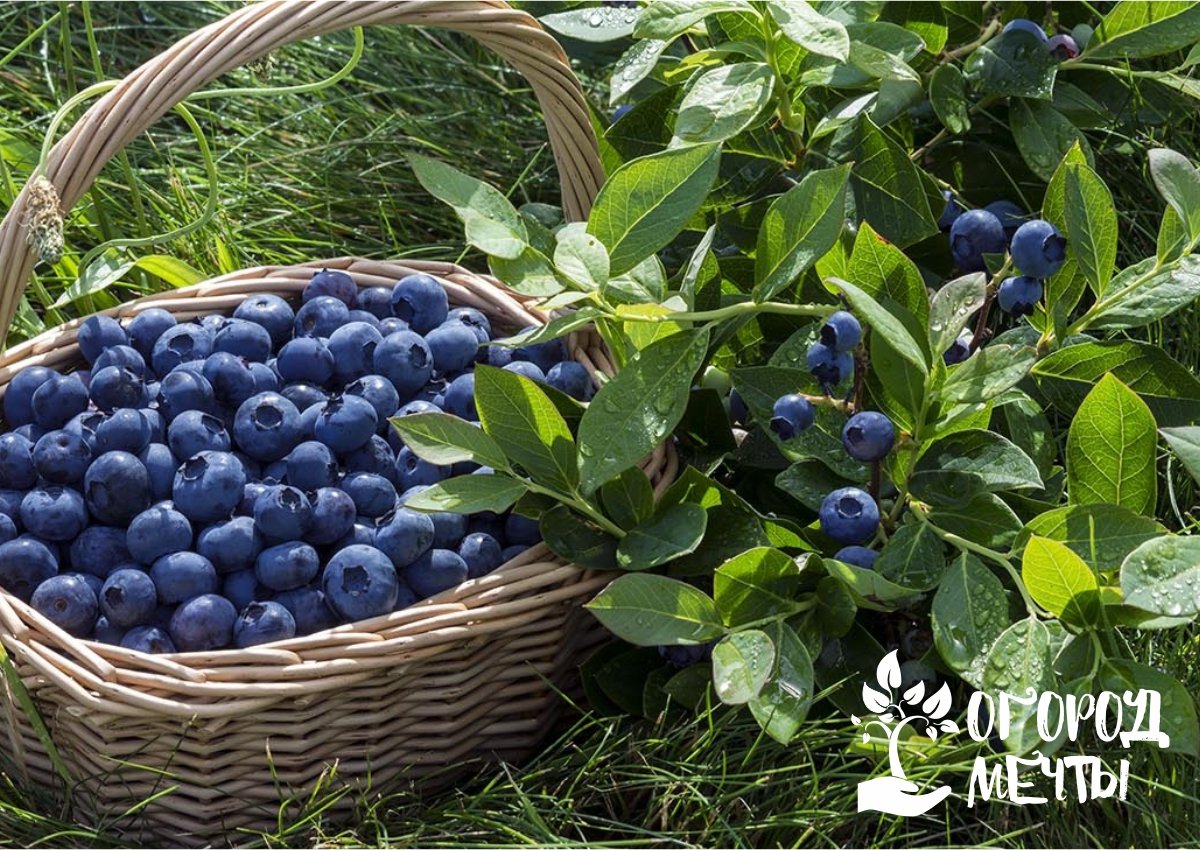 Чтобы голубика порадовала хорошим урожаем ягод: лучшие сорта голубики для дачного участка в Подмосковье